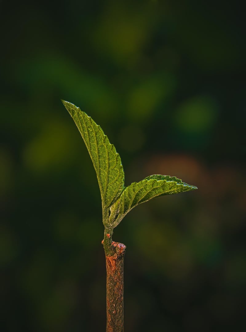 Vertical Gardening
